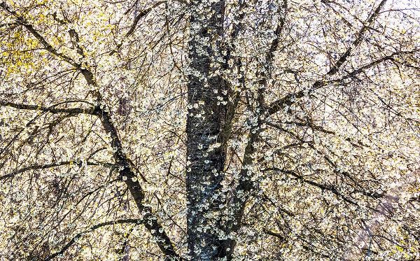 Gulin, Sylvia 아티스트의 USA-Washington State-Fall City wild cherry springtime blooming작품입니다.